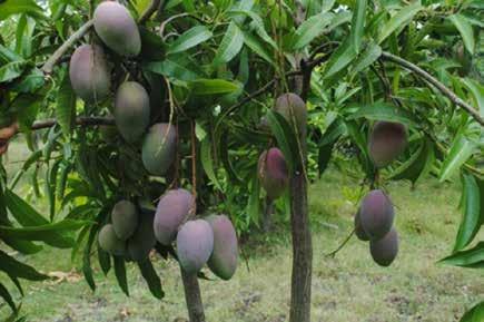 iptek hortikultura Status Pengembangan Mangga Garifta di Kabupaten Pasuruan Saat ini, varietas mangga Indonesia yang memenuhi kebutuhan pasar untuk konsumsi dalam negeri maupun ekspor ialah