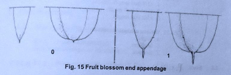 Panjang tangkai buah Notasi : 3. Pendek 7. Panjang 44. Kedalaman lekukan pada permukaan buah Notasi: 1.
