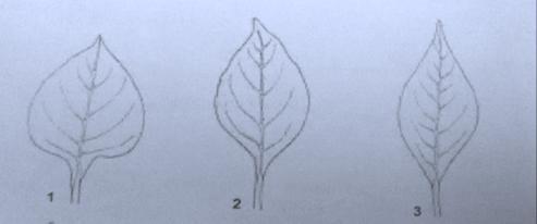 6. Panjang helaian daun. Daun diukur mulai dari pangkal hingga ujung daun. Notasi : 3.