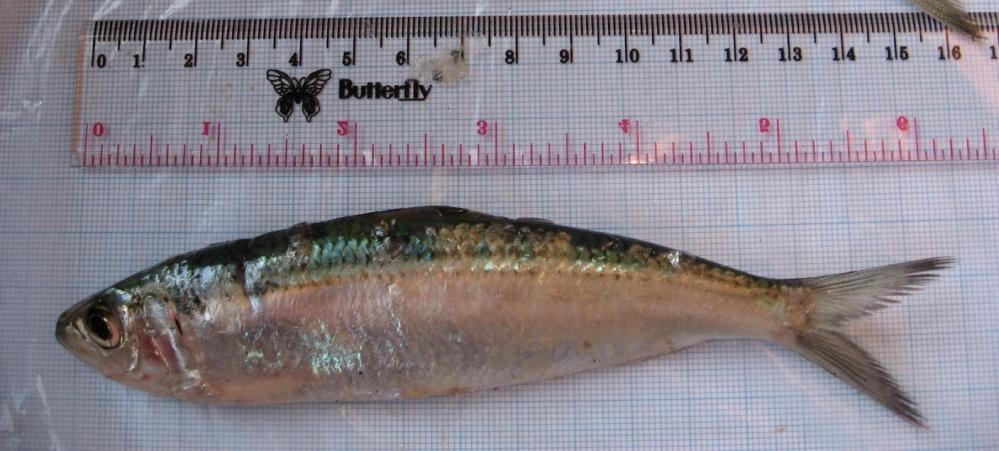 2. TINJAUAN PUSTAKA 2.1. Ikan Tembang (Sardinella fimbriata) 2.1.1. Klasifikasi dan morfologi Ikan tembang terkenal sebagai ikan pelagis kecil yang hidup bergerombol, dikenal juga dengan kelompok ikan sardine.