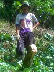 Gambar 11. Kegiatan rehabilitasi kebun kopi, pemenggalan pohon tidak produktif.