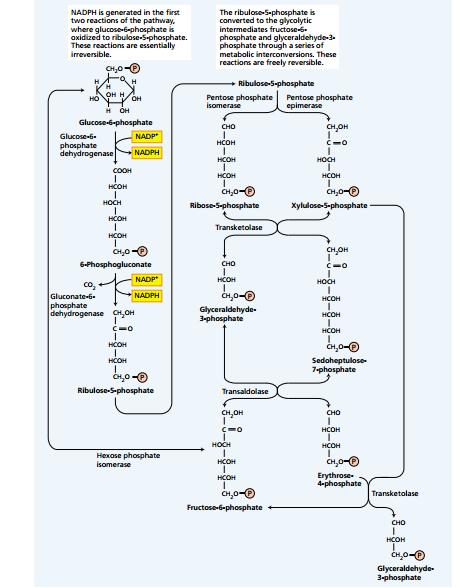 Gambar 31. Lintasan Pentosa Fosfat Oksidatif 7.4 Siklus Asam Sitrat Siklus asam sitrat atau yang dikenal juga dengan siklus asam trikarboksilat atau siklus krebs terjadi di matrix mitokondria.
