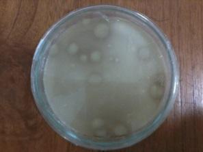 dari sumber air panas Pacet Mojokerto Biakan murni isolat bakteri proteolitik