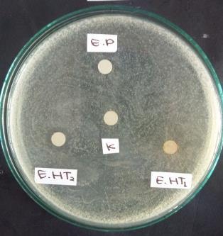 a. Staphylococcus aureus b. Staphylococcus epidermidis c. Escherichia coli d. Pseudomonas aeruginosa Gambar 1.