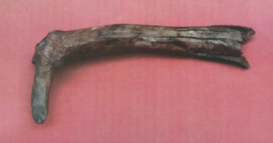 Gambar 5. Lancipan terbuat dari tanduk rusa (Sumber: Soejono, 2010:131dan 174) Alat tulang nomor 35 adalah sebuah lancipan yang terbuat dari tanduk rusa.