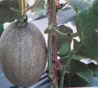 Lampiran 5 Berbagai varietas melon hibrida yang sedang beredar maupun yang pernah beredar di Indonesia.