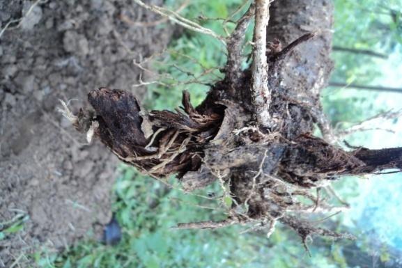 Tanah liat ini akan mengakibatkan pertumbuhan akar terhambat. Hal ini disebabkan tanah liat memiliki porositas yang sangat kecil.