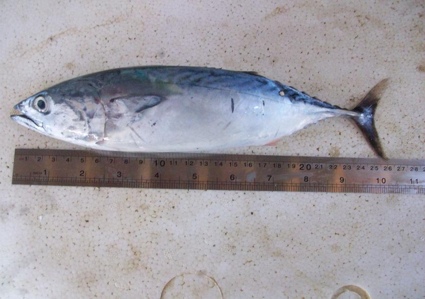12 2.5. Ikan Tongkol (Auxis thazard) 2.5.1. Klasifikasi dan karakteristik umum morfologi Klasifikasi ikan tongkol (Auxis thazard) menurut Cuvier (1832) in www.zipcodezoo.