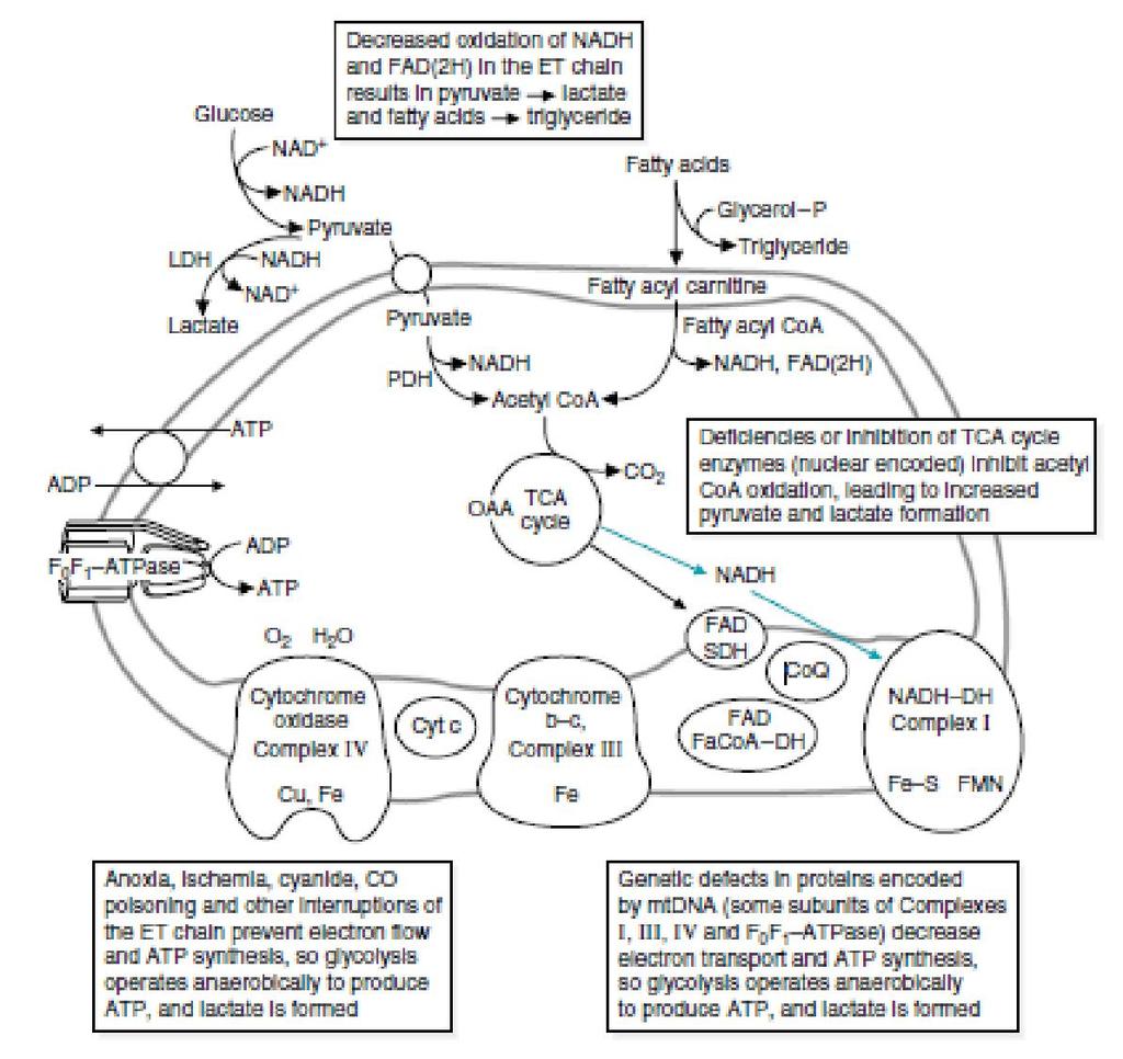 Pathwa ys leading to lactic acidemi a. Ikhtisar metabolisme asam lemak rantai panjang di mitokondria.