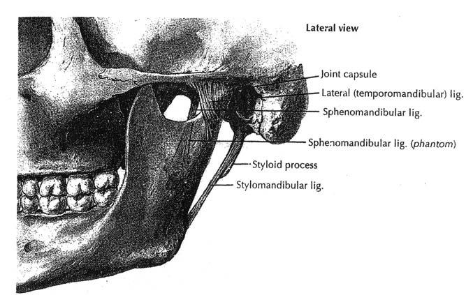 berhubungan dengan muskulus maseter dan kelenjar parotis pada bagian lateral. Di bagian medial dengan muskulus pterigoideus internus dan kelenjar submandibularis 3,6. Gambar 2.