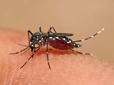 3 Menurut Service (1986) nyamuk Aedes aegypti diklasifikasikan sebagai berikut: Kingdom : Animalia Filum : Arthropoda Kelas : Insecta Ordo : Diptera Sub Ordo : Nematocera Famili : Culicidae Sub