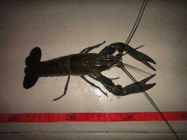 HASIL DAN PEMBAHASAN Hasil tangkapan lobster air tawar yang diperoleh selama 30 kali pengulangan dari tiap tiap alat tangkap secara berurutan adalah sebagai berikut ; bubu lobster berumpan keong mas