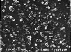 34 Gambar 4.17 Pengamatan mikroskopik nanocarrier dengan scanning electron microscopy (SEM) nanocarrier Eudragit RL PO mengandung papain. Papain digunakan sebagai model untuk protein terapeutik.