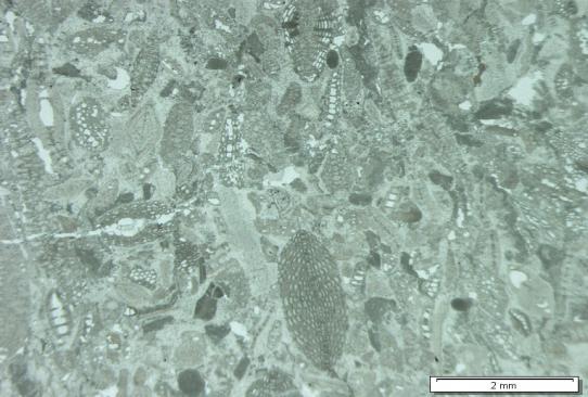 Fasies Grainstone pada sayatan tipis conto batuan Inc 47 menunjukkan fosil echinoid, foram besar dan red algae (Gambar 6C), sedangkan pada sayatan tipis conto batuan Inc 39 menunjukkan fosil
