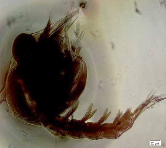 (a) (b) Larva stadia zoea-5 yang diberi