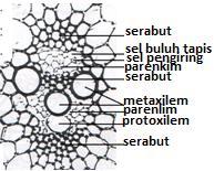 konsentris (konsentris amfikribral dan amfivasal), dan radial seperti