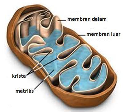 Oleh karena itu, mitokondria sering disebut sebagai powerhouse atau pabrik energi dari sel. Setiap mitokondria memiliki dua lapis membran, yaitu membran dalam dan membran luar.