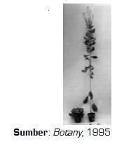 13. Pada tumbuhan yang ditanam di tempat gelap akan memiliki ciri sebagai berikut a. memiliki daun yang sempit b. memiliki jaringan mesofil yang tebal c. kloroplas yang cukup d.