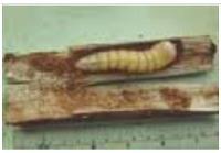 html Gambar 7. Ulat tanah yang menyerang tanaman jagung 2) Penggerek Batang (Ostrinia fumacalis) Larva O.