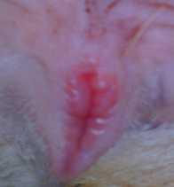 Merah Bengkak Lendir = Vulva basah Gambar. 3. Gejala klinis vulva kambing yang sedang estrus Kemerahan dan kebengkakan pada kelompok kontrol menunjukkan 2 ekor (50%) kondisi bagus.