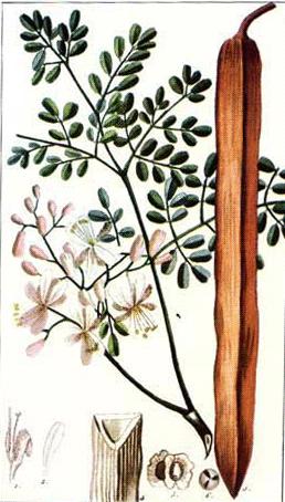 F. Biji Kelor (Moringa Oliefera Lam) Buah Kelor kering di pohon Gambar 2.
