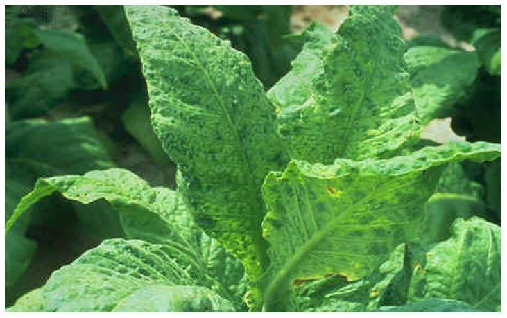 B. Gejala Penyakit TMV pada Tembakau Gejala merupakan efek atau akibat yang ditimbulkan karena adanya serangan penyebab penyakit tanaman terhadap pertumbuhan dan perkembangan tanaman inangnya.