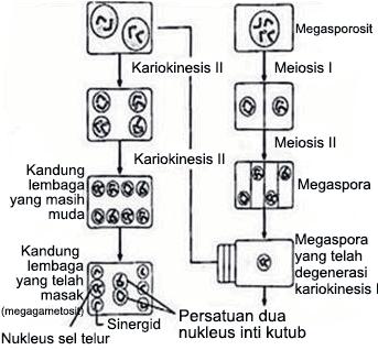 Mikrosporosit (sel induk serbuk sari) Meiosis I Meiosis II Mikrospora (tetrad) Kariokinesis Nukleus generatif Nukleus saluran
