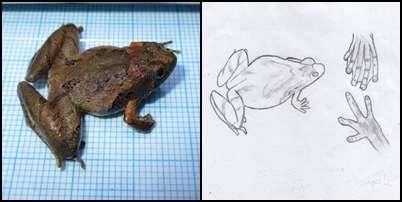 43 4. Famili Microhylidae Microhyla berdmorei Blyth, 1855 Deskripsi : katak berukuran kecil dan gemuk 2-3,5 cm, moncong membulat dan kaki belakang panjang. Timpanum tidak kelihatan.