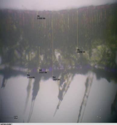 IRISAN MELINTANG DAUN TERATAI (Nymphaea alba) PERBESARAN 100X TERATAI 1