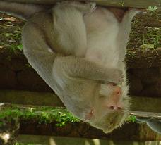 A B Gambar 7 Warna kulit adomen monyet ekor panjang. Warna kebiruan (A) dan warna putih kemerahan atau pink (B). Tanda panah menunjukkan kulit abdomen.