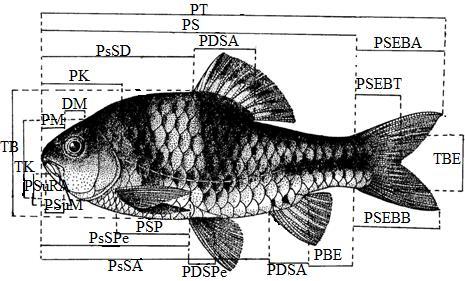 140 mengenai analisis morfologi ikan P.