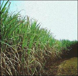 Natural Sources of sugar Sugar cane, tebu (Saccharum officinarum) Tropical grasses need a lots of sunlight