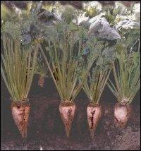 Sugar beet, bit (Beta vulgaris) Sugar beet is a temperate climate biennial root crop.