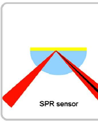2 Gambar 1.1 Sensor SPR dilengkapi dengan permukaan fungsional sebagai elemen biorecognition diubah kedalam biosensor SPR.