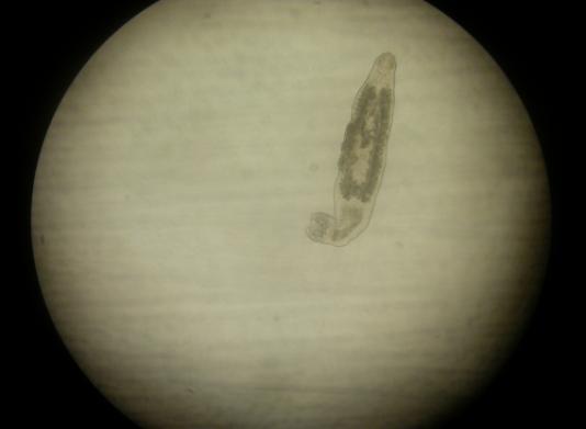 mengeluarkan larva dari uterus parasit (viviparus) dan menginfeksi inang melalui kontak fisik (Anshary, 2008). Chichlidogyrus sp.