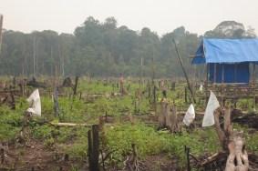 gambut tropika terluas di dunia Indonesia menyimpan cadangan Karbon Gambut mencapai