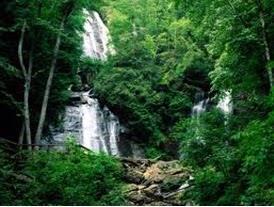 3). Bioma Hutan Hujan Tropik Gambar 9. Hutan tropis memiliki keanekaragaman jenis tumbuhan dan hewan yang paling tinggi.