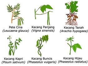 2. Keanekaragaman Hayati Tingkat Jenis Bagaimana membedakan antara tumbuhan kelapa aren, nipah dan pinang?