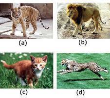 Gambar 4. Keanekaragaman jenis pada hewan (a) harimau, (b) singa, (c) kucing dan (d) citah.
