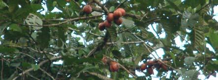 Sumber pohon pakan owa jawa sepanjang tahun (musin kemarau dan penghujan) di areal Taman Nasional Gunung Halimun-Salak terdapat 33 jenis pohon pakan