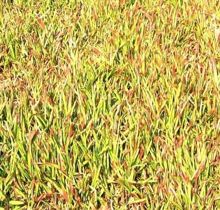 beriklim basah Sei Putih (Tabel 2). Ternak yang mengkonsumsi rumput Stenotaphrum secundatum dapat menghasilkan 400-1000 kg pertambahan bobot badan dari setiap hektarnya.