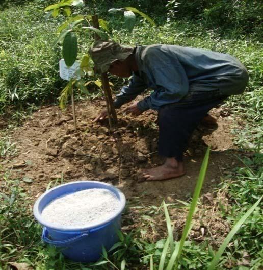 pembabatan bersih jalur antar tanaman. Kegiatan tersebut dapat dilihat pada Gambar 18. Gambar 18 Kegiatan pemupukan saat pemeliharaan pohon asuh.