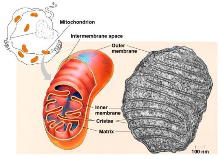 b. Mitokondria Gambar 1.8 Mitokondria Sebagian besar sel eukariota mengandung banyak mitokondria, yang menempati sampai 25 persen volume sitoplasma.