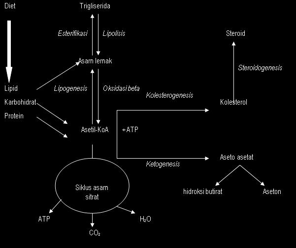 Beberapa lipid non gliserida disintesis dari asetil KoA. Asetil KoA mengalami kolesterogenesis menjadi kolesterol. Selanjutnya kolesterol mengalami steroidogenesis membentuk steroid.