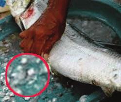 Tulang ikan dan tulang dari hewan daging dapat diolah menjadi tepung tulang yang dapat dimanfaatkan dalam proses pembuatan pakan ternak karena memiliki kalsium. 2.