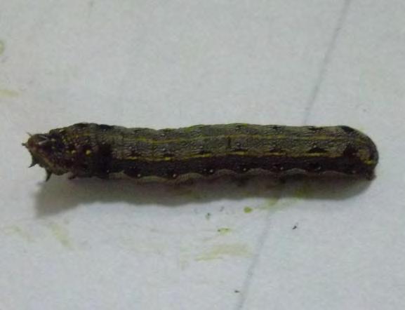 Larva S. litura F.