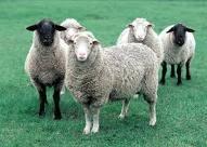 4 II. TINJAUAN PUSTAKA 2.1. Domba Domba memiliki nama ilmiah Ovis aries. Secara klasifikasi ilmiah, domba masuk dalam kerajaan animalia, filum chordata, kelas mamalia, dan ordo artiodactyla.