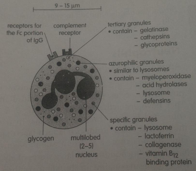 12 3) Granul ketiga, berisi gelatinase, cathepsins, dan glikoprotein (Kitchen, 2007). Gambar 2. Struktur neutrofil (Kitchen,2007).