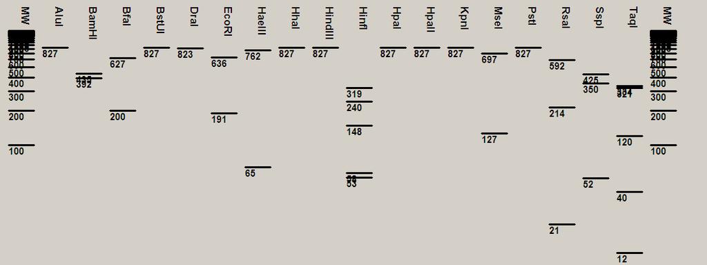 RsaI, SspI, TaqI) terhadap 5 sekuen DNA yang berbeda spesies pada 3% gel agarose, marker Promega 100bp DNA step ladder S.