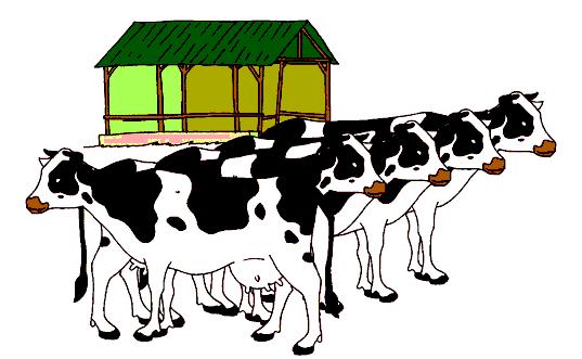 Ayah Udin memiliki delapan kandang sapi. Setiap kandang berisi 5 ekor sapi. Sapi-sapi itu akan merumput di ladang rumput saat musim panas. Berapakah jumlah sapi yang dimiliki Ayah Udin?